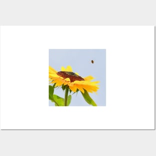 Vibrant Yellow Sunflower and Bee Different Angle Posters and Art